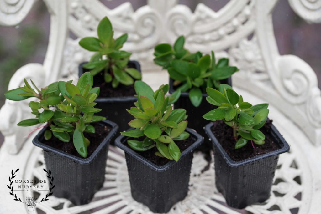 Crassula Cultrata (Mini Money Tree) Well-Rooted Succulent Plant – UK ...