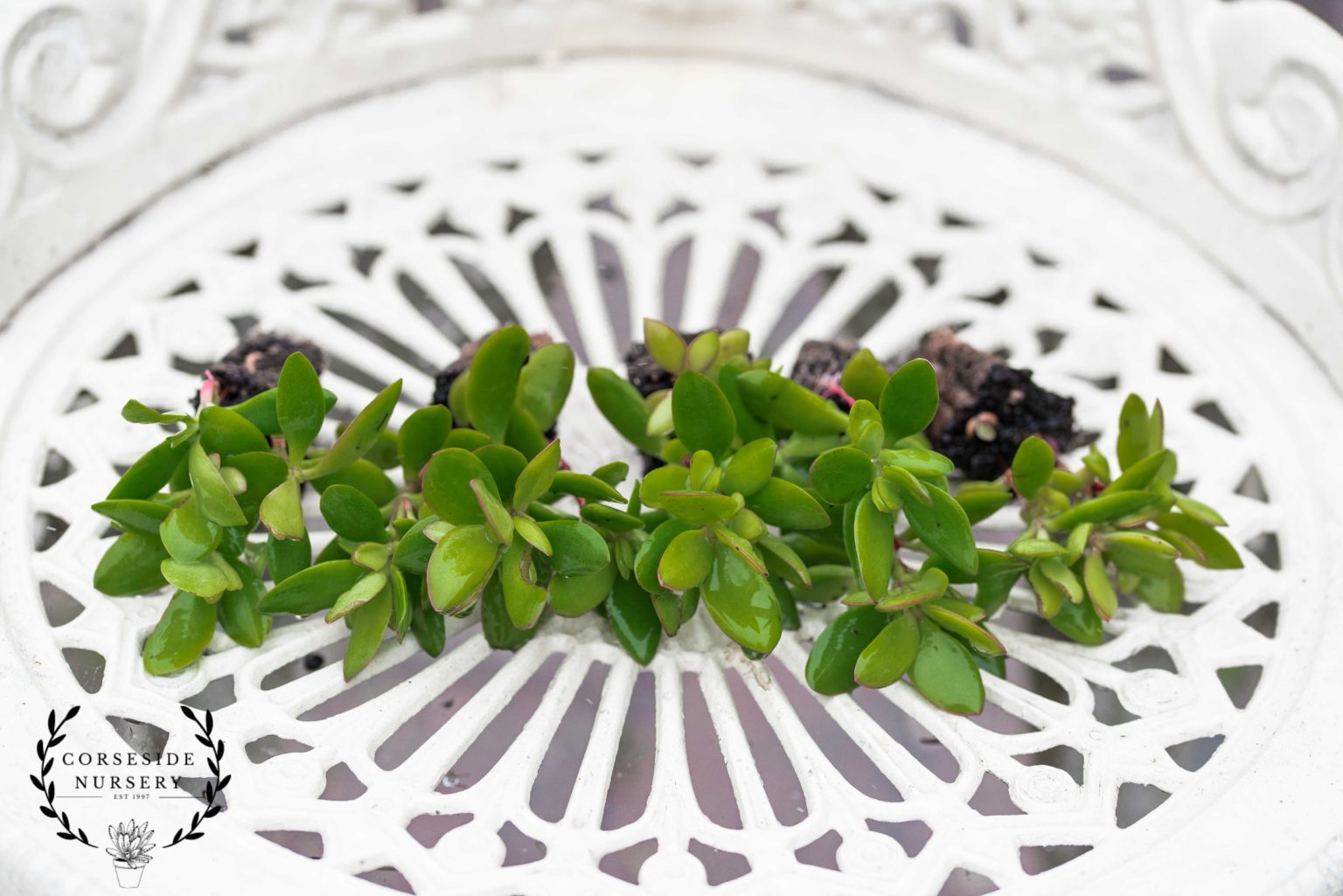 Crassula Cultrata (Mini Money Tree) Well-Rooted Succulent Plant – UK ...