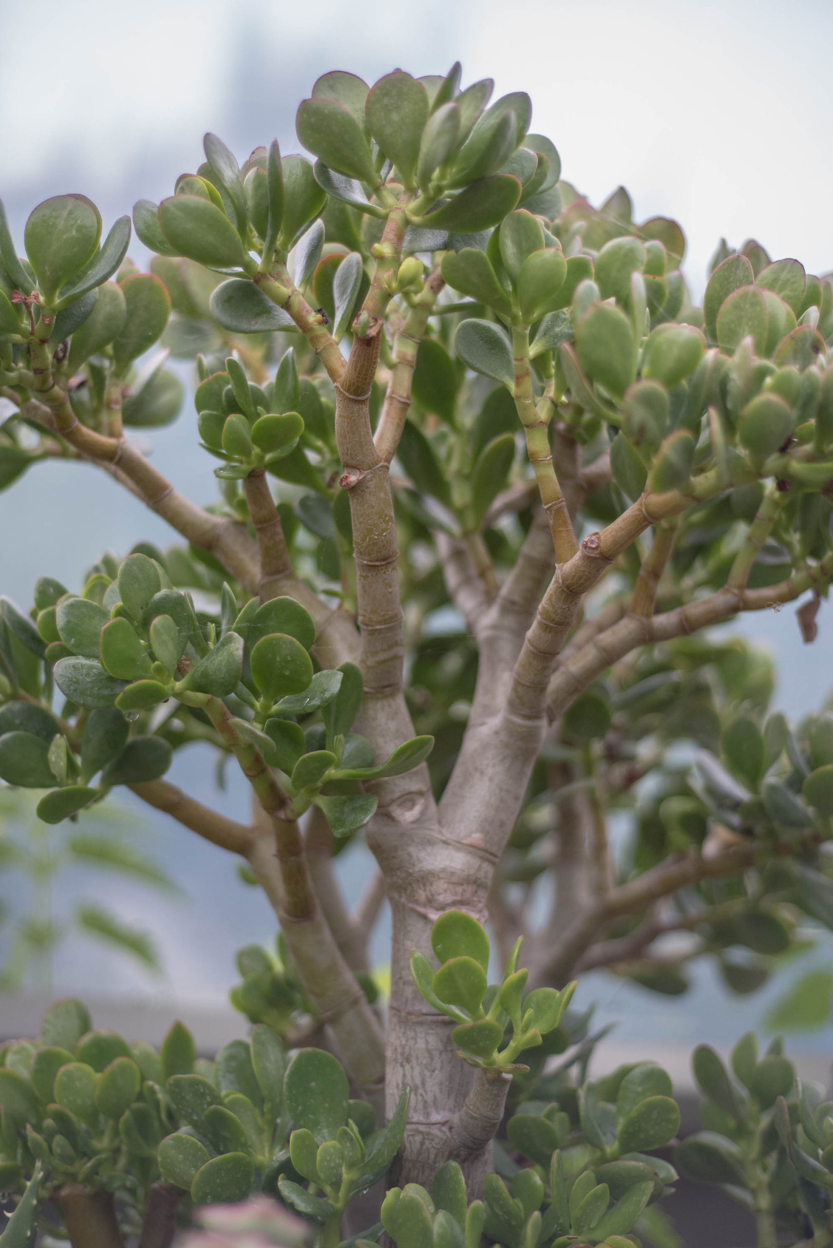 Crassula ovata Jade Money Plant Lucky Plant Succulent