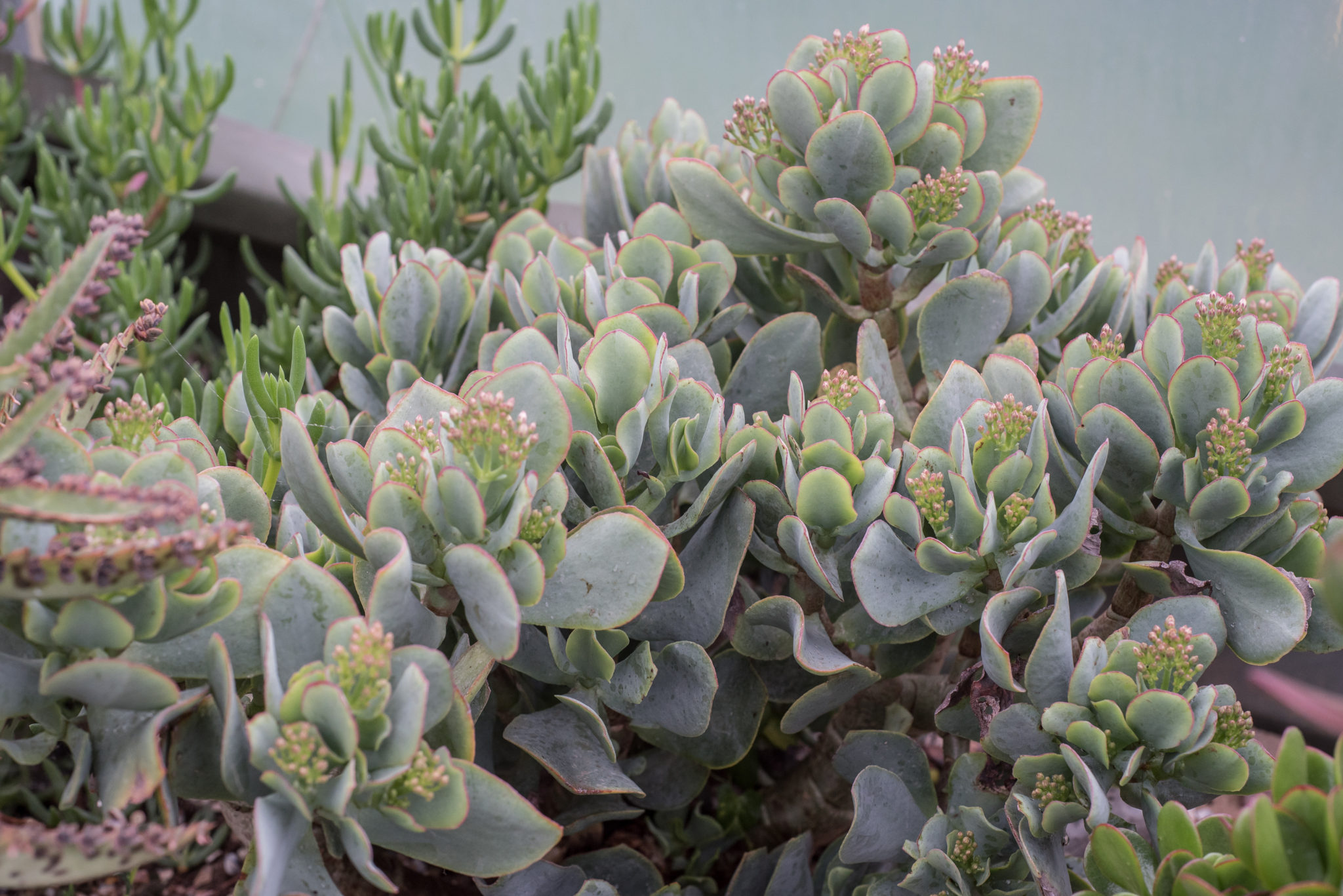 Crassula Arborescens ‘Bluebird’ JADE Plugs and Potted Succulent (Grown ...