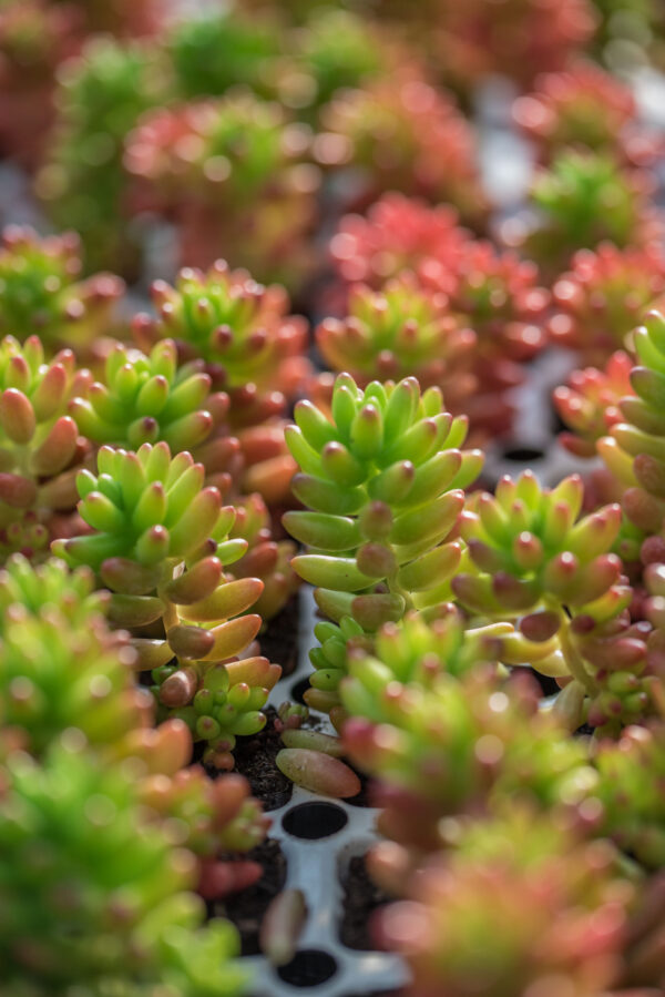 Sedum Rubrotinctum 'Jelly Bean' Plugs and Potted Plants (Grown in the UK)