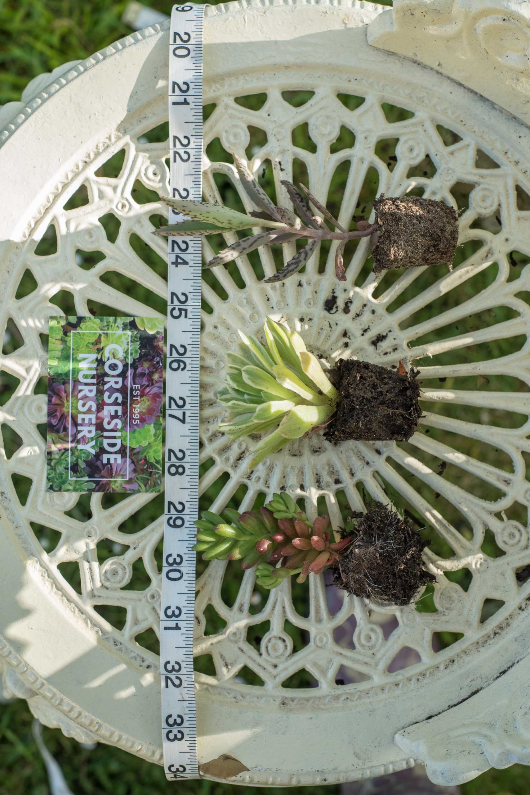 Trio of Succulent Plugs Live well rooted plants (Free UK Delivery