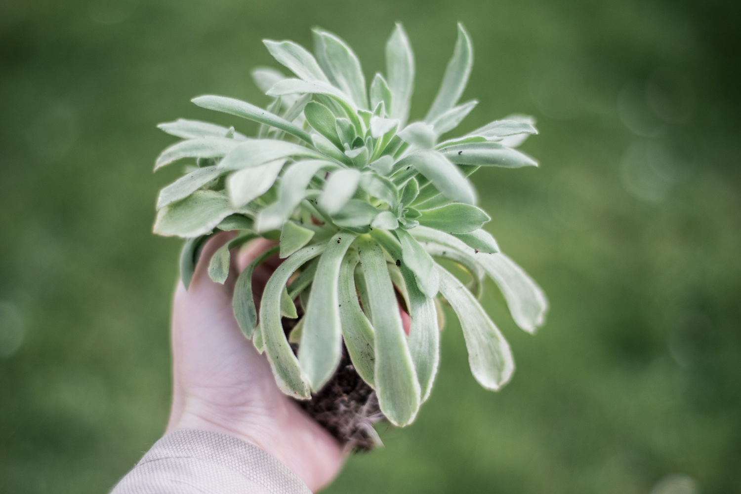 "Ballerina" Aeonium Succulent – Cute Rosette Live Plant For Home & Garden