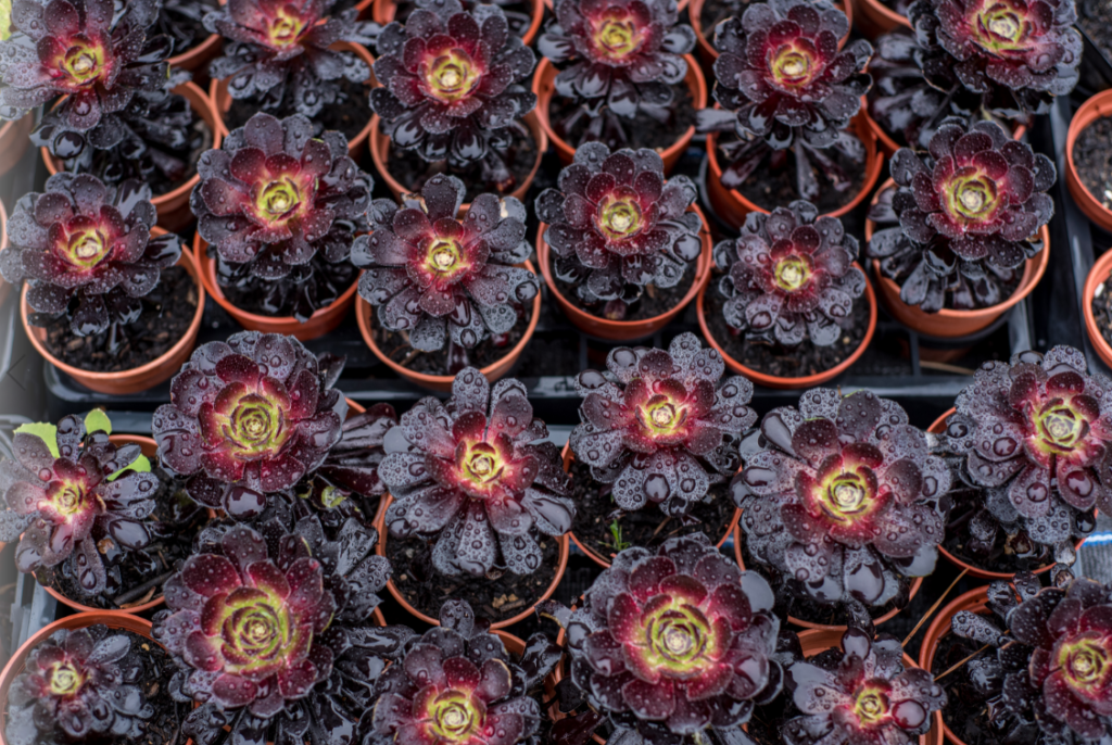 buy aeonium arboreum schwarzkopf black rose succulent