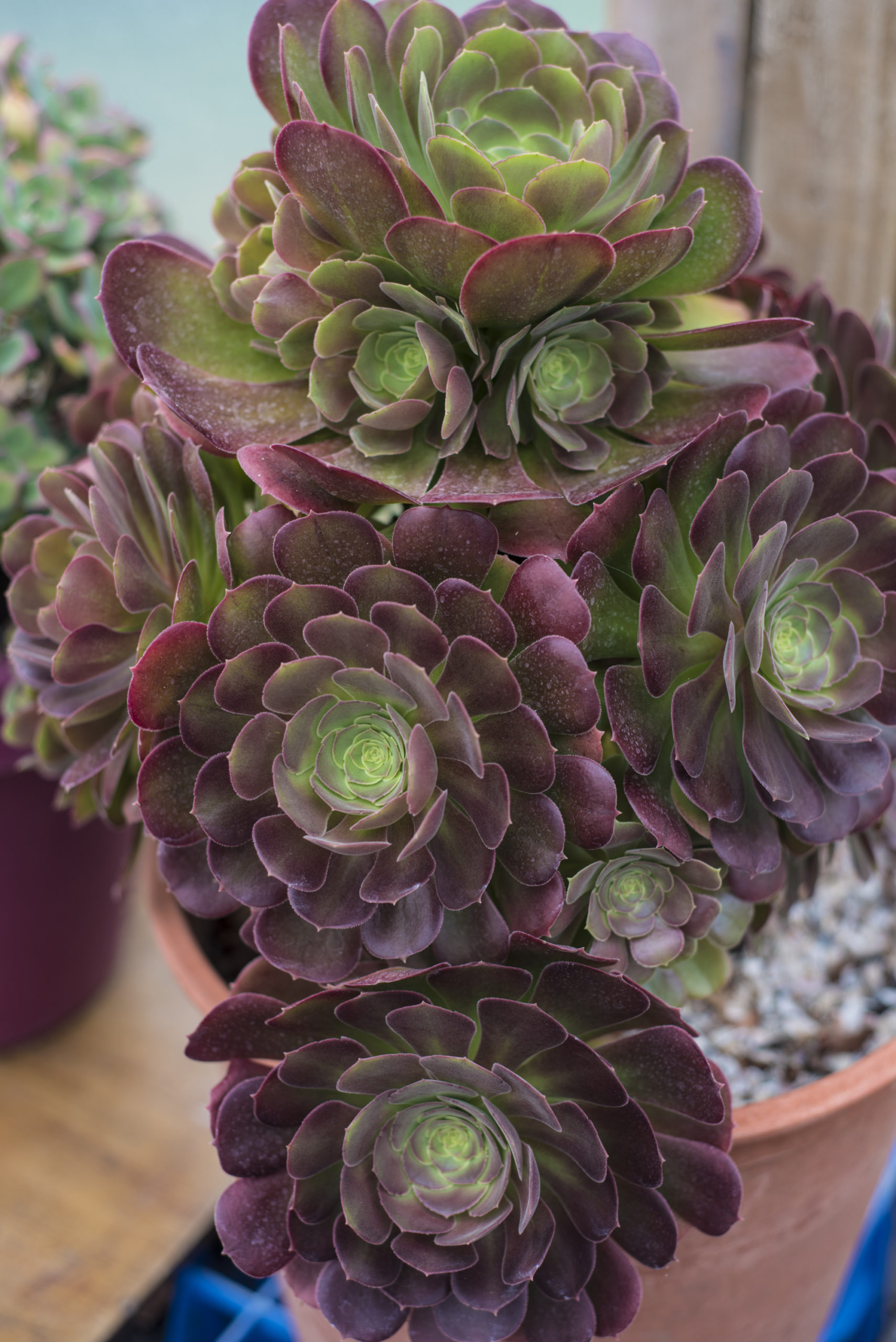 Aeonium Blushing Beauty – Rooted, Potted Plant (3″ pot) (Grown in the ...