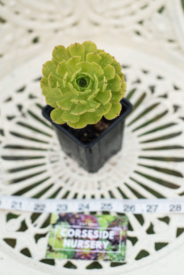 Aeonium Arboreum Hybrid Plugs and Potted Succulent Plant (Grown in the UK)