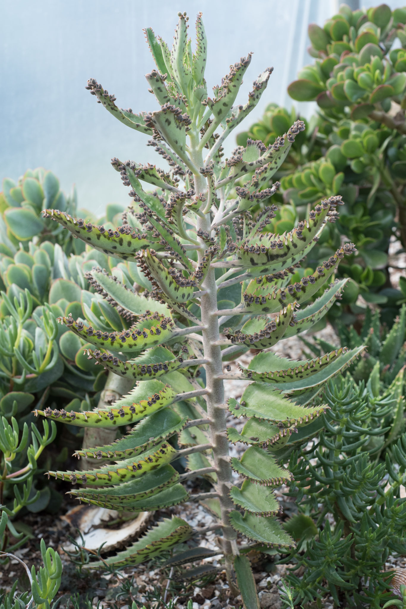 3. Botanical Masterpiece: Succulent In Shades Of Gray