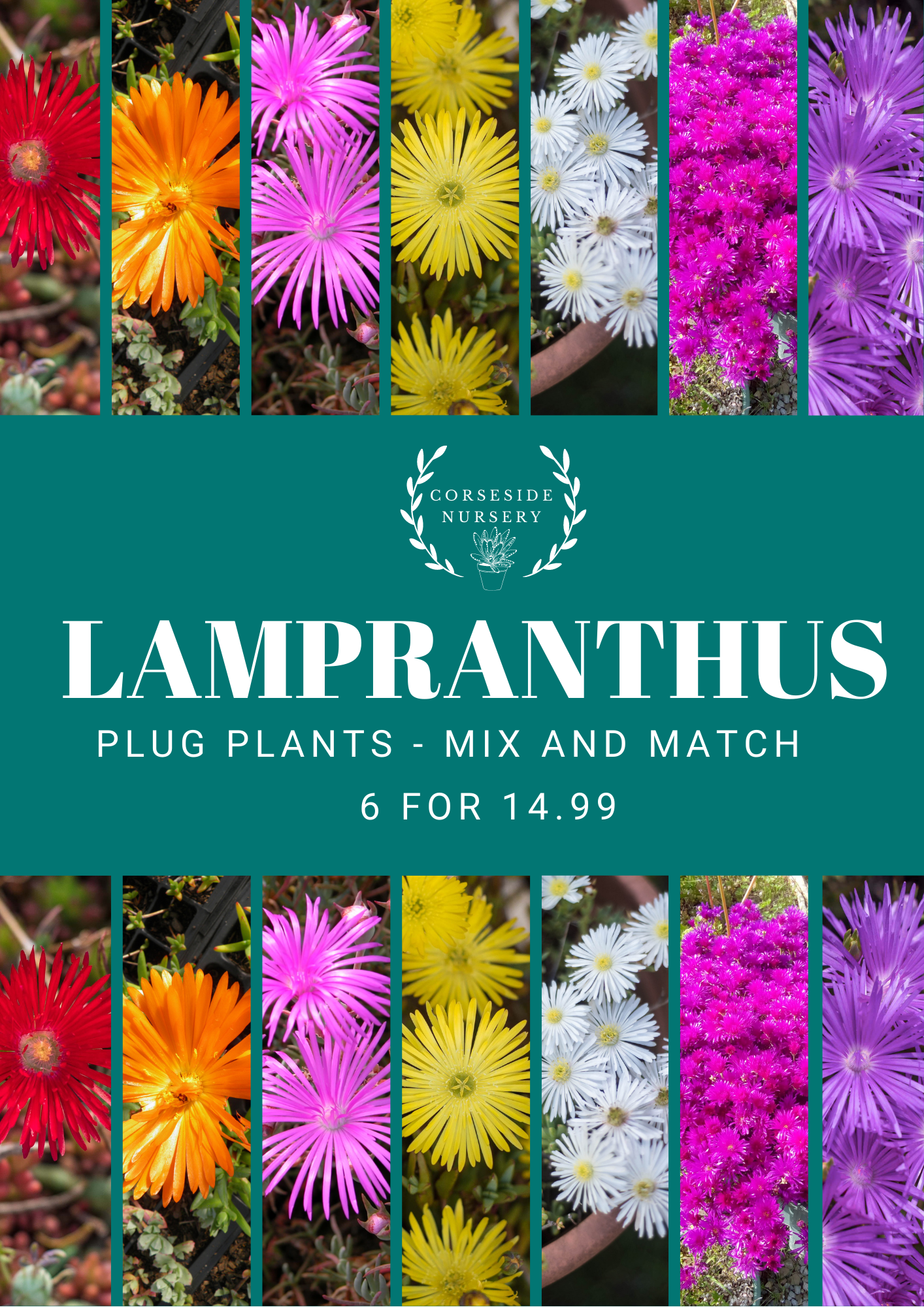 Lampranthus Ice Plant Well Rooted Plugs Free Uk Delivery Mix Match Colours Corseside Nursery Pembrokeshire Buy Succulents Online Uk Plants By Post Peat Free Delivery Organic Aeonium Echeveria Aloe Crassula
