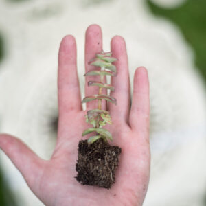 Crassula Perforata plugs and potted succulent (Grown in the UK) String of buttons l Hottentot - 1 x Well rooted plug