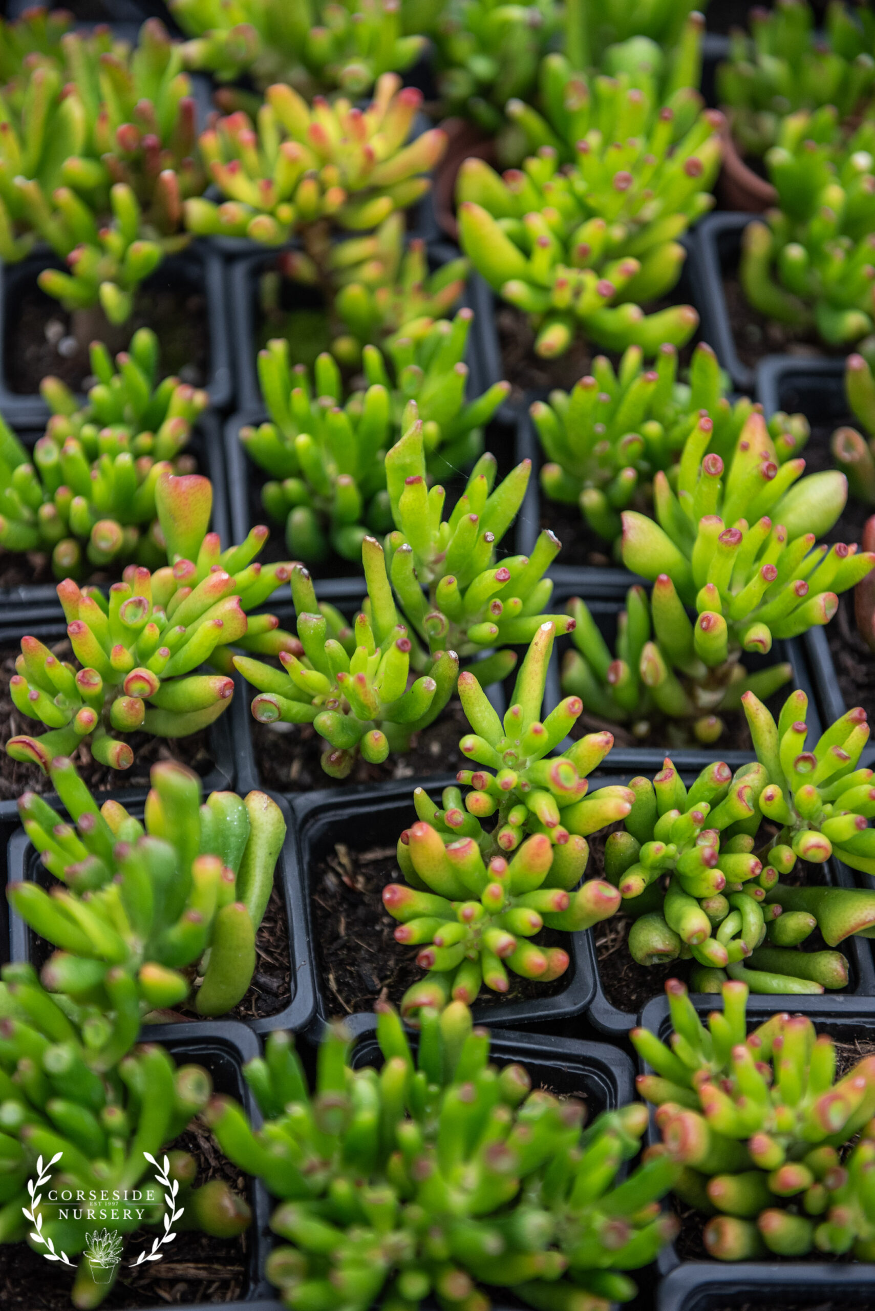 Crassula Ovata Gollum (UK Grown Succuelents) Jade l Horn Tree l Shrek Ears