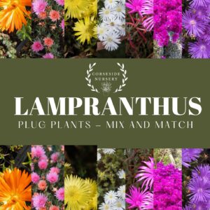 Lampranthus (Ice Plant) well-rooted plugs (Free UK Delivery) Mix & Match colours