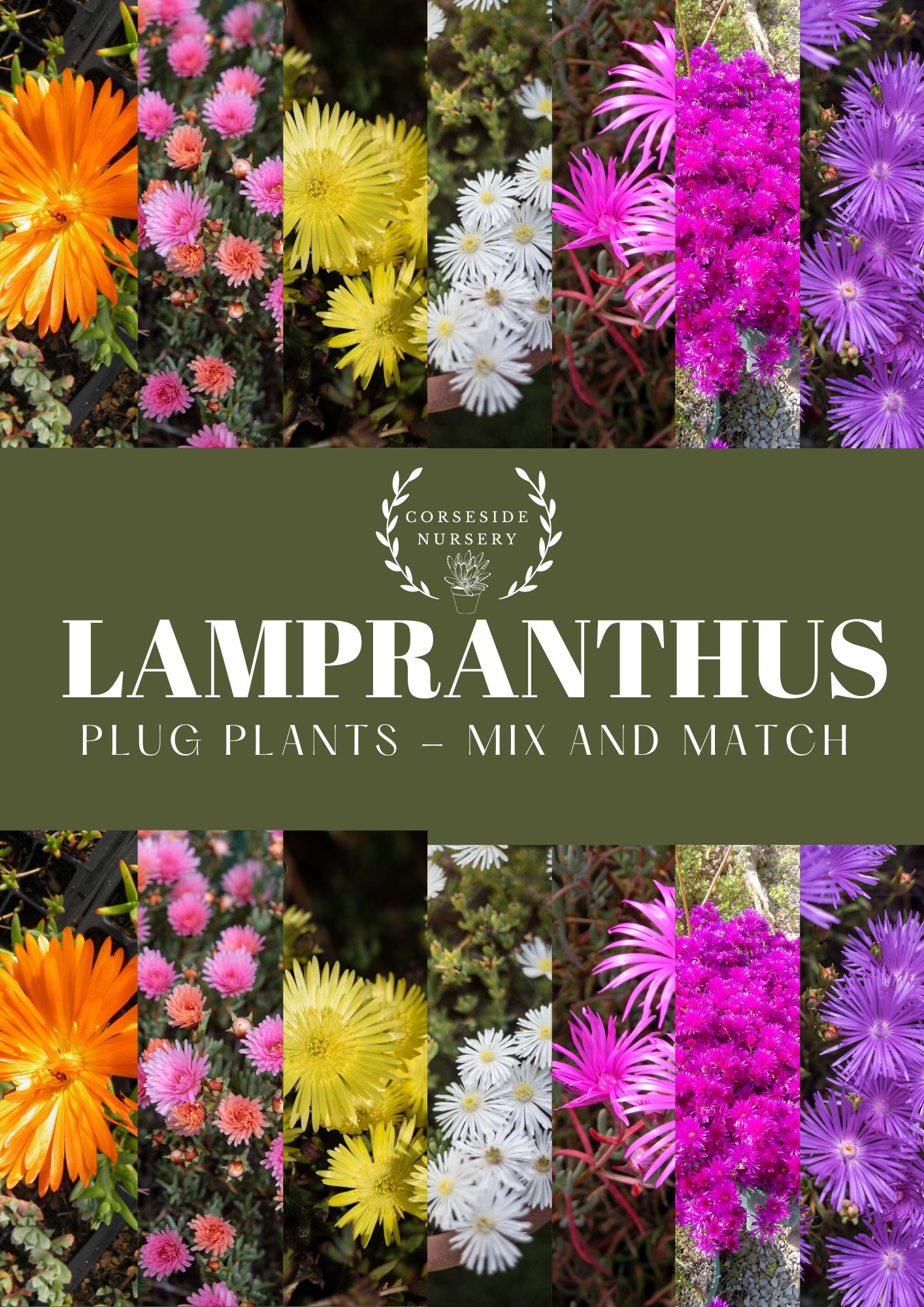 Lampranthus (Ice Plant) well-rooted plugs (Free UK Delivery) Mix & Match colours