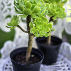 Aeonium Arboreum Hybrid Plugs and Potted Succulent Plant (Grown in the UK)