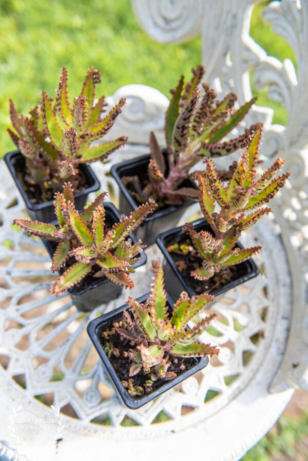 15 Seeds Kalanchoe Daigremontiana - Rare Mother Of Thousands Mexican Hat Plant