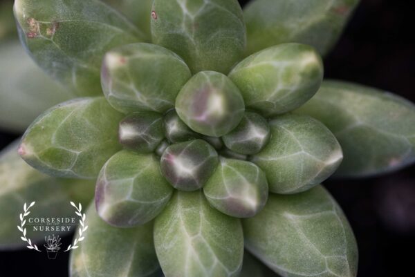 Pachyphytum Chiseled Stones plugs and potted succulents (Grown in the UK) Little Jewel