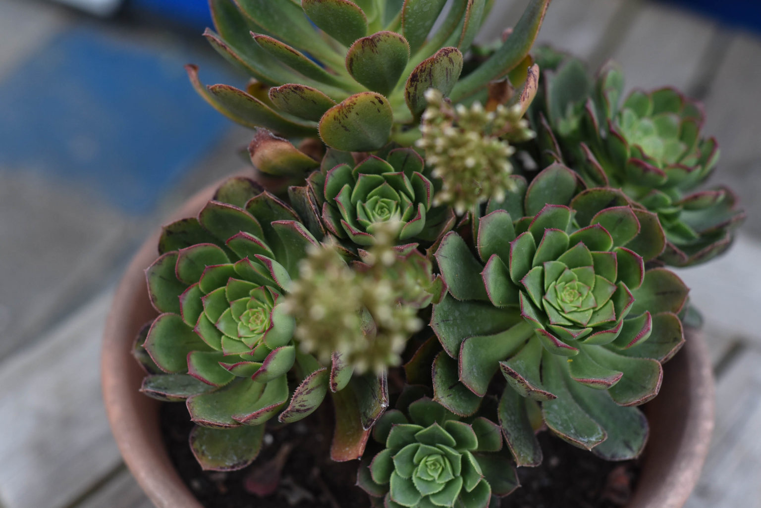 Aeonium Pembrokeshire Promise (Hybrid) 3″ potted Succulent (Grown in ...