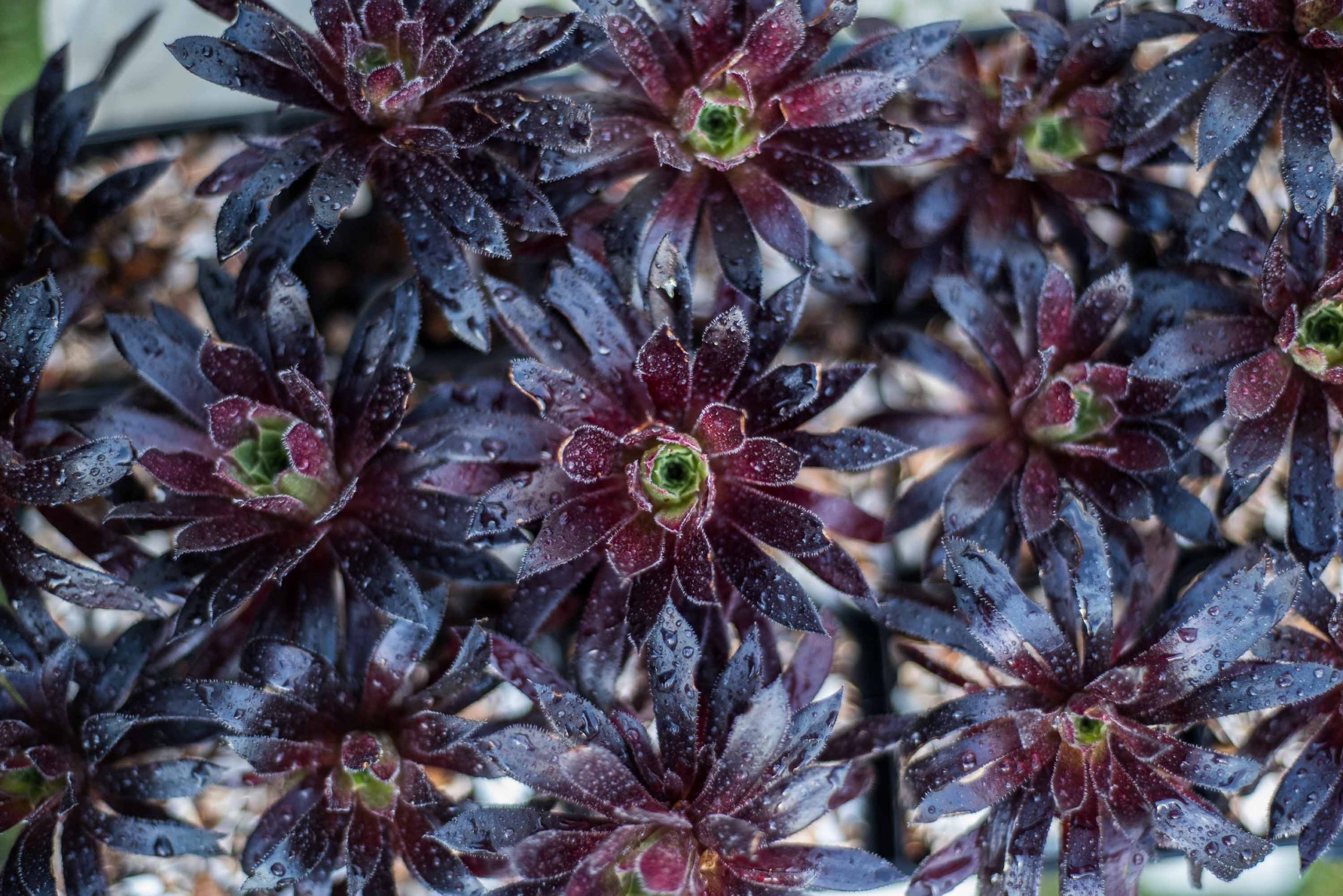 Aeonium Logan Rock 3 Pot Grown In The Uk Succulent L Black Red Purple Green L Indoor L Fairy Garden L Terrarium L Gift L Unusual L Rare Corseside Nursery Pembrokeshire