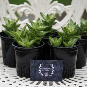 Aloe Juvenna 'Tiger Tooth' Well Rooted Succulent (Grown in the UK)