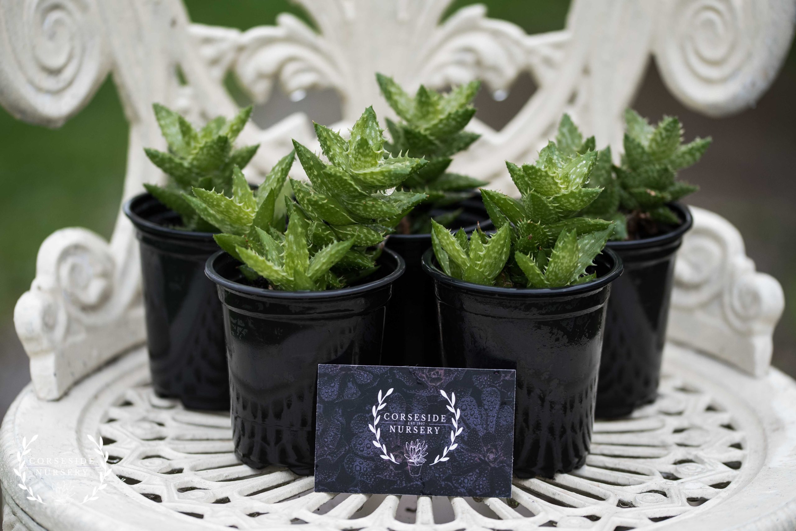 aloe_juvenna_clumping_vera_brevifolia_cornwall_minack_surreal_succulents_spikey_pins_uk_grown_grower_corseside_nursery_buy_plants_online_delivery (3)