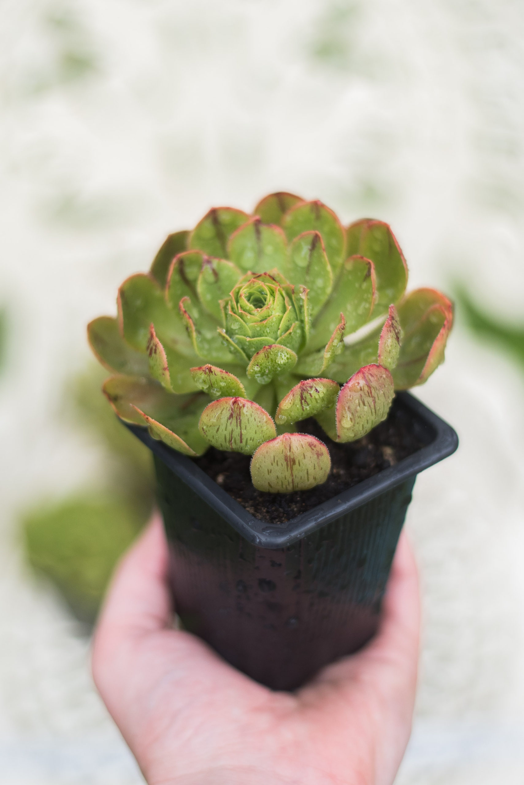 Aeonium Holospathulatum Potted Succulent Grown In The Uk Corseside Nursery Pembrokeshire