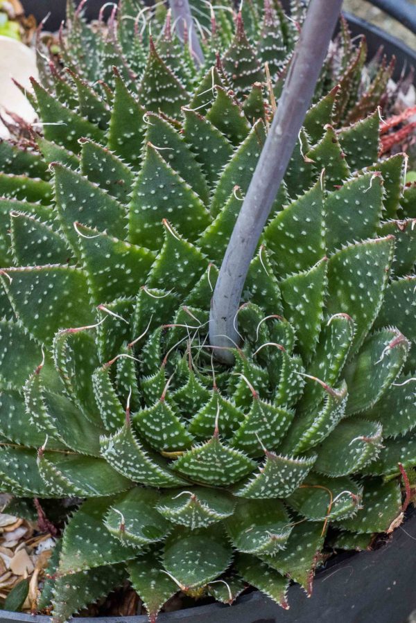 Aloe Aristata Lace Aloe Rooted Plant In 3″ Pot Grown In The Uk Corseside Nursery 1001