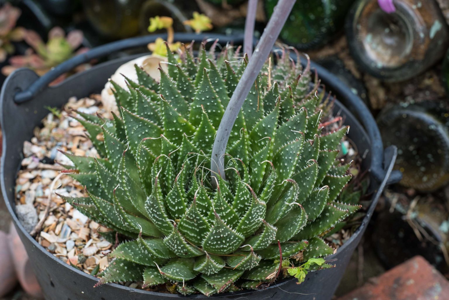 Aloe Aristata Lace Aloe Rooted Plant In 3″ Pot Grown In The Uk Corseside Nursery 7760