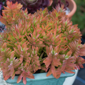 Crassula Capitella (Camp Fire / Fire Cracker) plugs and potted succulents (Grown in the UK)