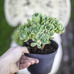 Aeonium Castello-Paivae well rooted succulent plants - UK GROWN