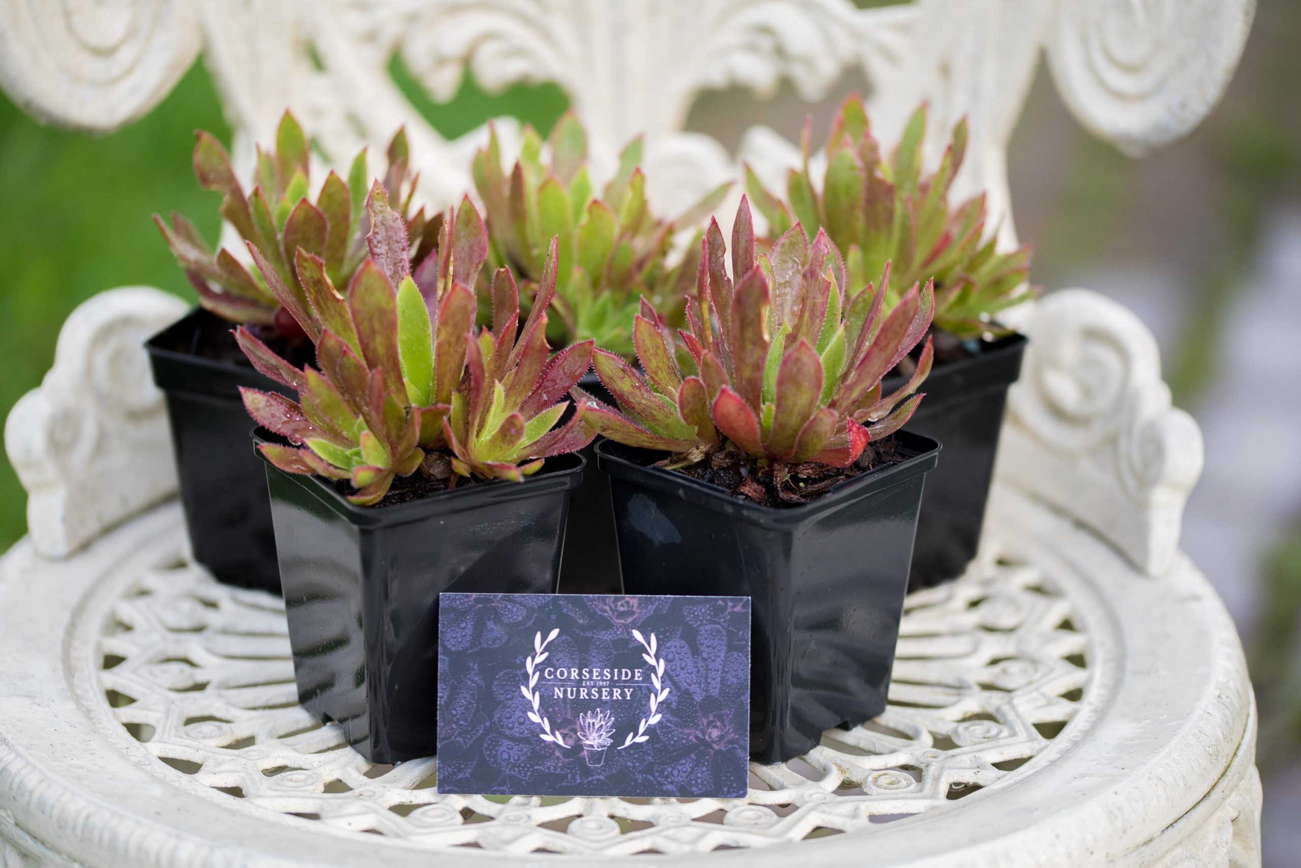Aeonium Cornish Tribute Buy Online UK Plants