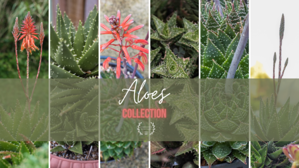Aloe Collection - Easycare Succulent Collection - FREE POSTAGE