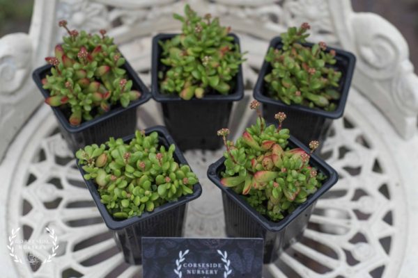 Crassula 'Red Carpet' Pubescens subsp. Radicans