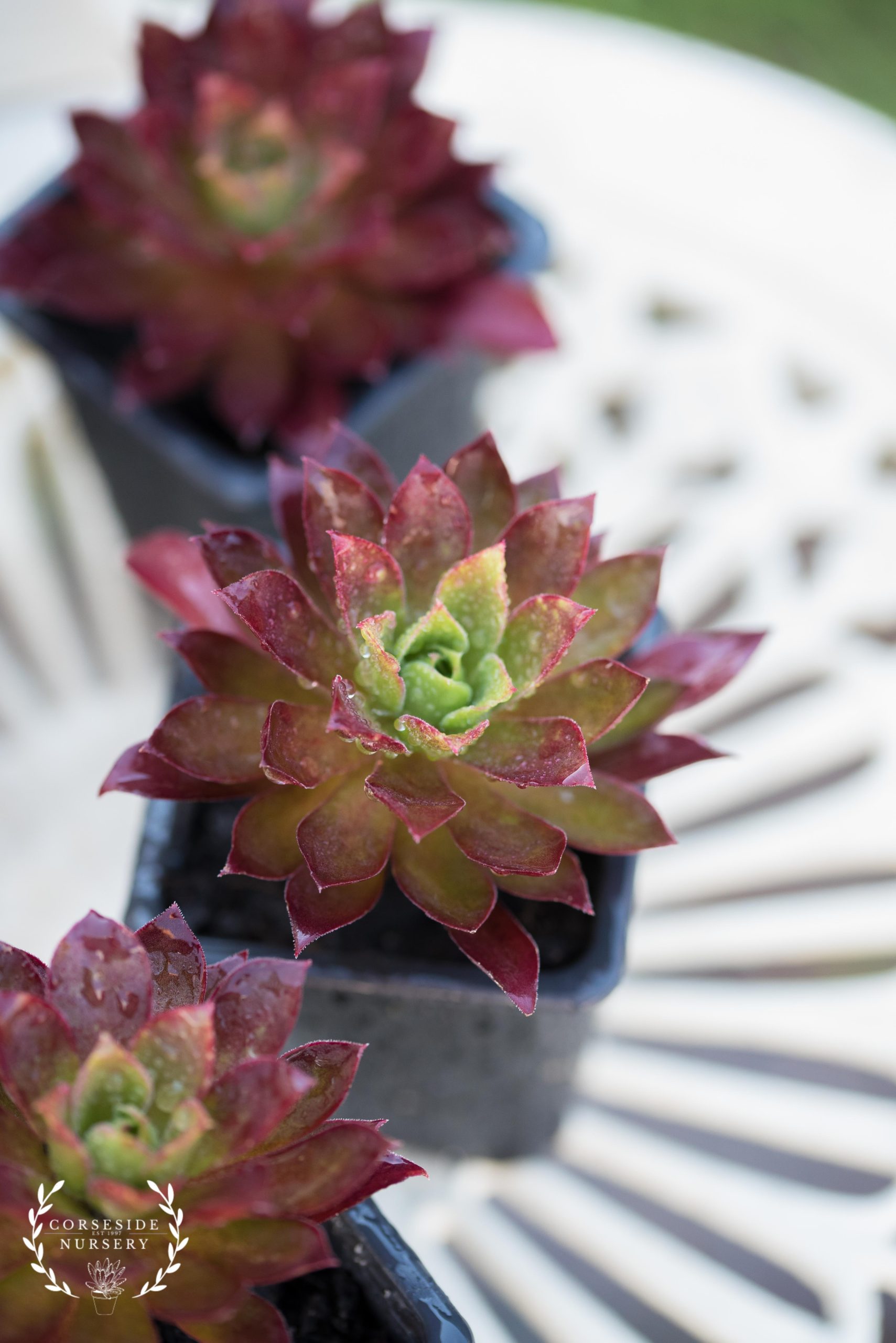 Aeonium Phoenix Flame – Well Rooted Succulent – UK Grown – Corseside ...