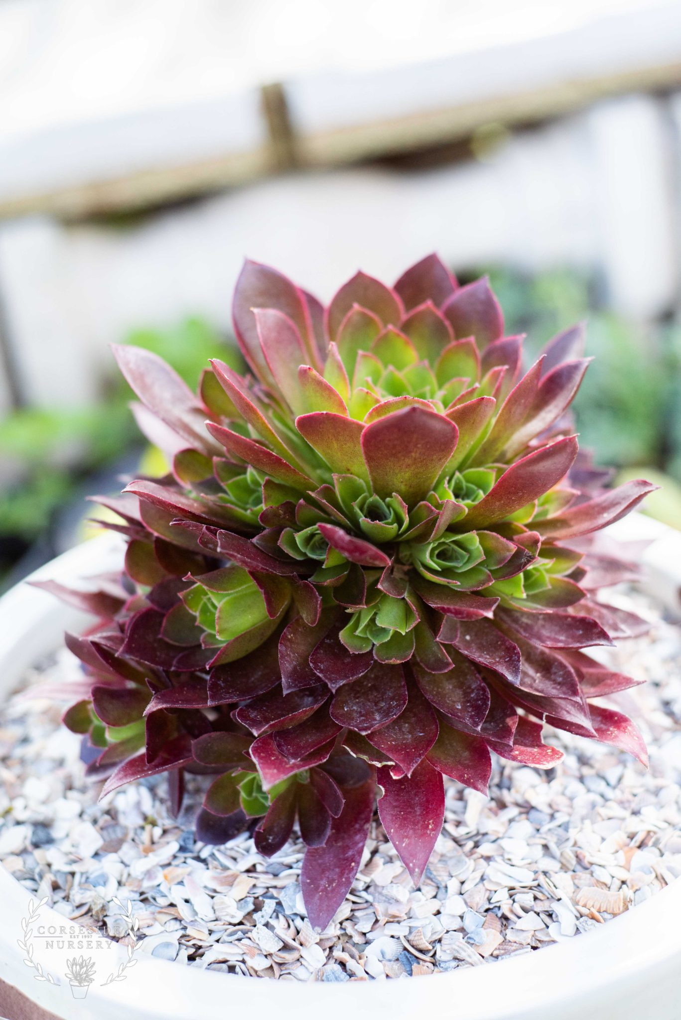 Aeonium Phoenix Flame – Well Rooted Succulent – UK Grown – Corseside ...