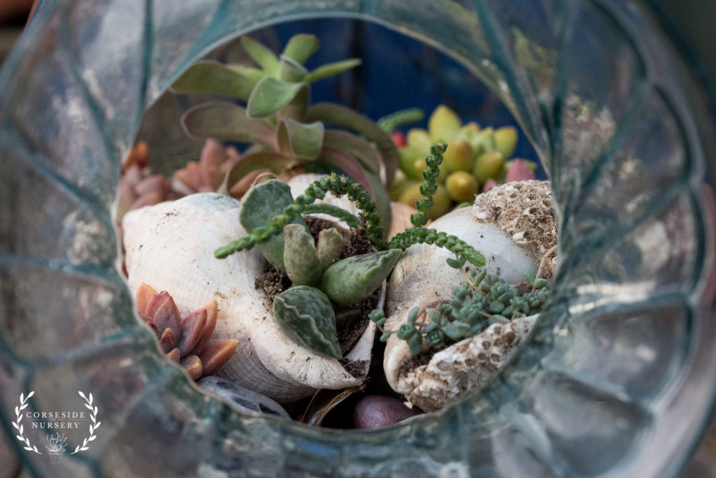 Fish Glass Terrarium Planter DIY succulent arrangement