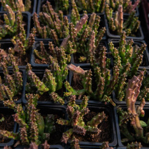 Orbea Variegata / Stapelia Variegata (Starfish Flower) - Well rooted plug plants - Grown in the UK