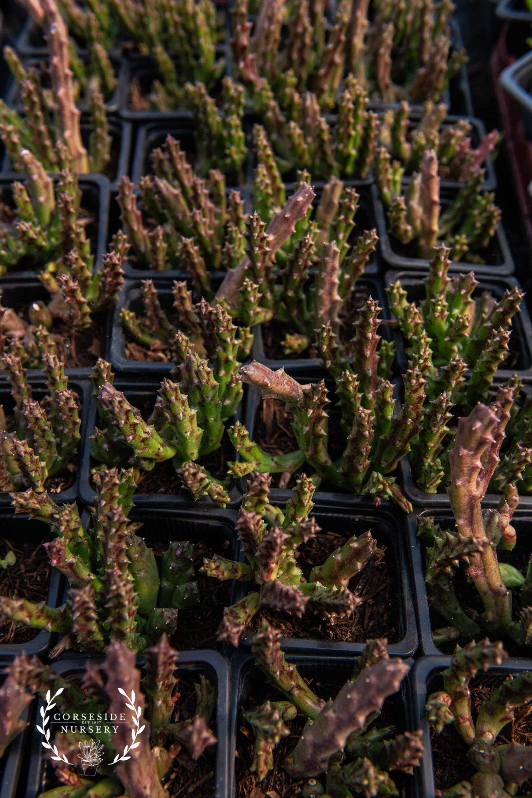 Orbea Variegata / Stapelia Variegata (Starfish Flower) - Well rooted plug plants - Grown in the UK