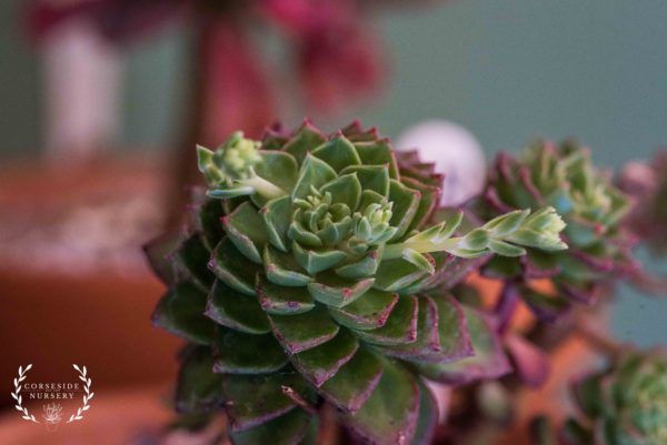 Sedeveria Letizia - Well rooted succulent in 3" pot - UK Grown