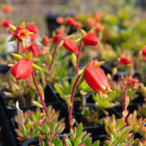 Live Echeveria 'Gilo' Succulent - Fully Rooted In 2 Inch Pot, Indoor/Outdoor Office Plant