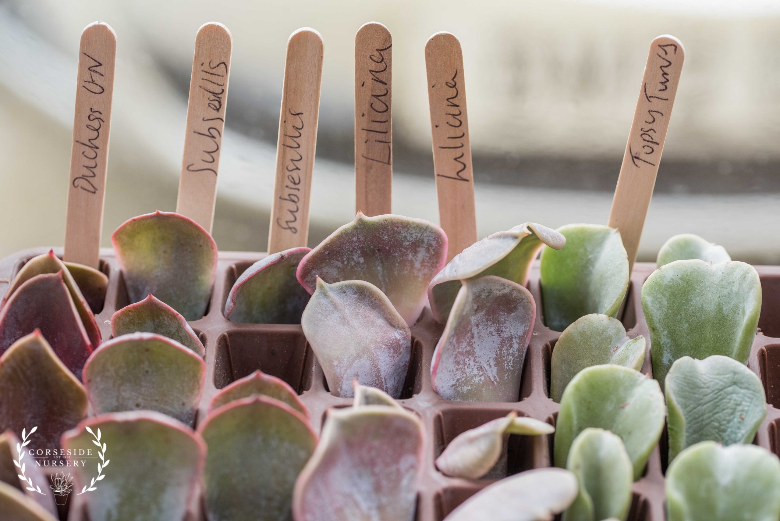 succulent_leaf_propagation_growing_succulents_from_leaf_cuttings_hydro_rooting_hormone_blog_uk_advice_help_house_plants_corseside_nursery_rosie_cuttings ( (6)