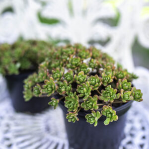 Aeonium Sedifolium Hybrid - Dwarf Aeonium Well Rooted Succulent - UK Grown