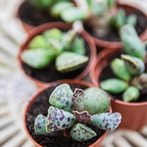 Adromischus Cooperi - Plover Eggs Plant