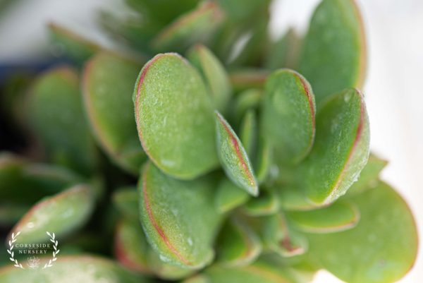 Crassula Swaziensis 'Money Maker'