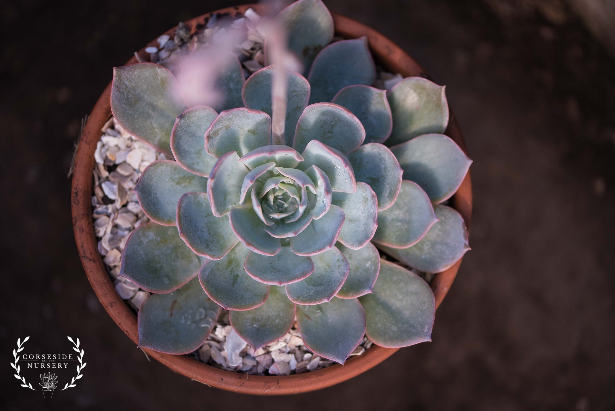 Echeveria Subsessilis 'Morning Beauty' Well Rooted Succulent from Corseside Nursery