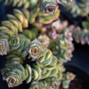 Crassula Perforata Giant Form - Well Rooted Succulent