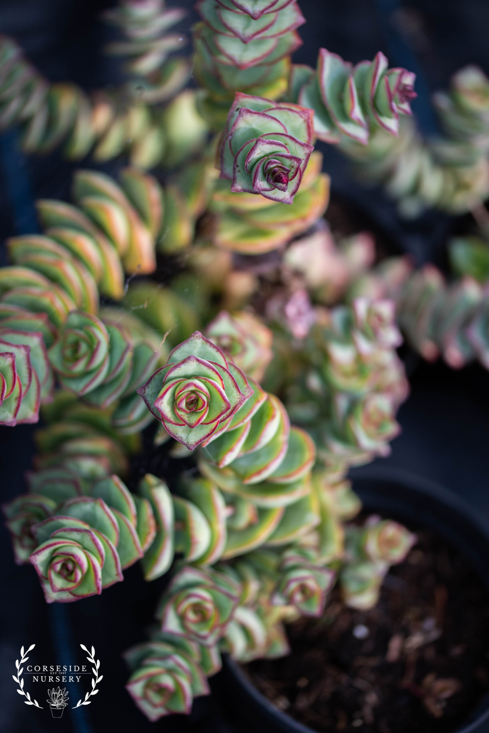 Crassula Perforata Giant Form - Well Rooted Succulent