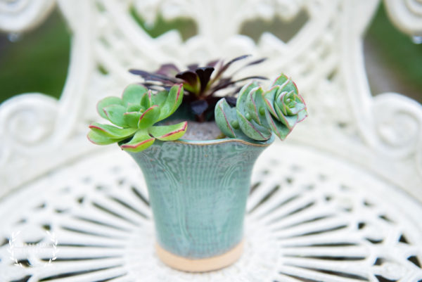 Succulent Cuttings Propagation Vase Giftset