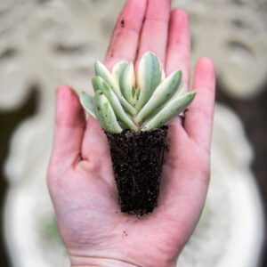 Crassula Swaziensis Variegata - 'Money Maker' - 1 x Well rooted plug