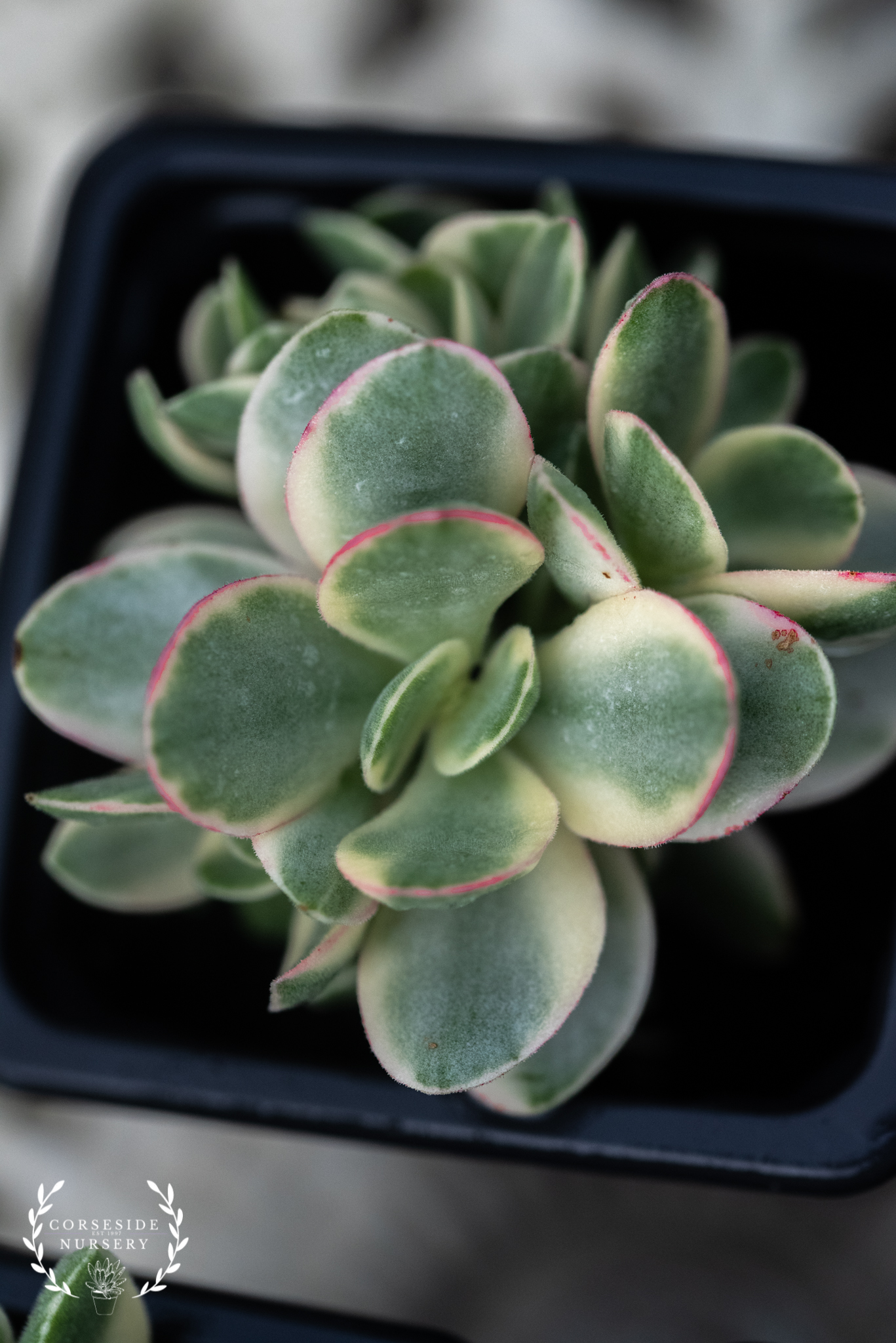 Crassula Swaziensis Variegata ‘money Maker’ Corseside Nursery Pembrokeshire Uk Succulents