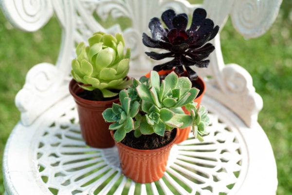 Aeonium Starter Collection - Trio of Aeonium Succulents (Easycare) - UK Grown - Free Delivery