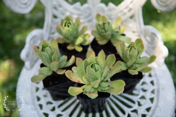 Aeonium Rockhopper - Well Rooted UK Grown Succulents